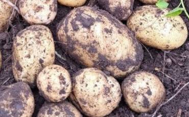 Найкращий сорт ранньої картоплі для себе та заробітку