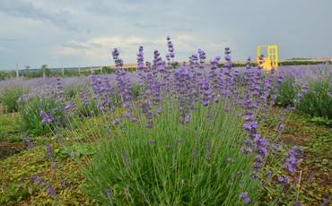 Ідея для агротуризму: «Поле щастя» – краса, спокій та натхнення