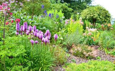 Ліатріс: посадка догляд та використання в ландшафті