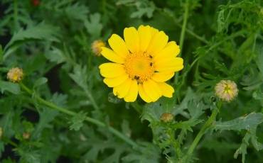 Їстівні хризантеми та лопух: рецепти приготування