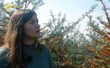 Обліпиховий прорив: найкращі сорти обліпихи в Україні