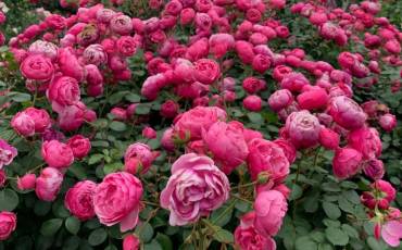 Троянда Помпонелла: поради з вирощування від нашої читачки