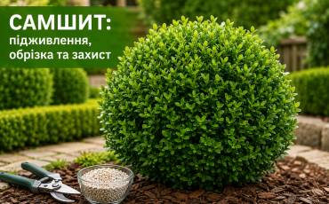 Чим підживлювати та обробляти самшит протягом сезону: підживлення, обрізка та захист