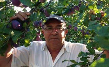 Які сорти сливи варто посадити