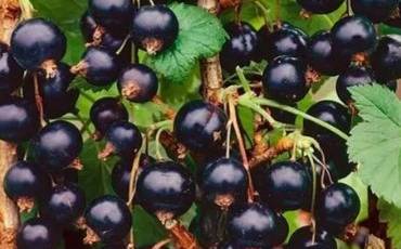 Які сорти смородини варто вирощувати