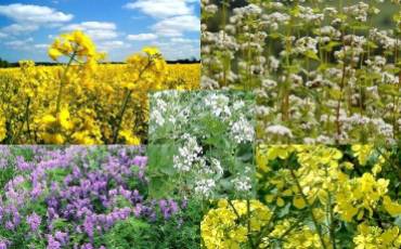 Сидерати: як та для чого сіяти різні види