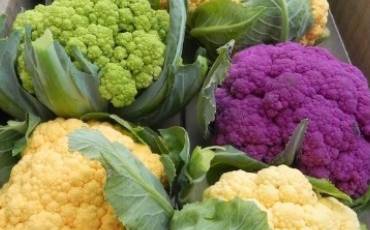 Нові сорти цвітної капусти: огляд особливостей та як садити