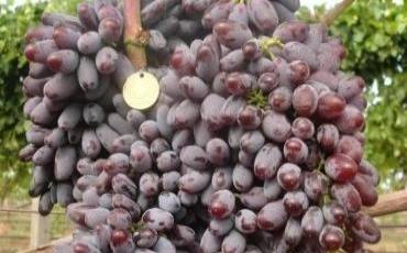 Виноград на Півночі: від розрахунку до солодкого врожаю