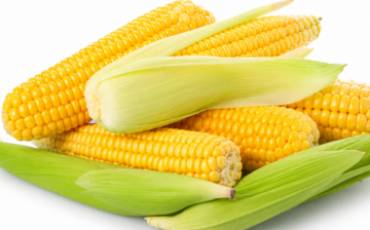 Коли і як сіяти цукрову кукурудзу