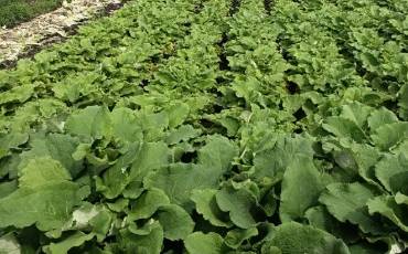 Лопух і хризантема: їстівні рослини у вашому саді