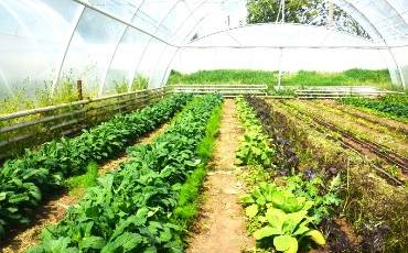 Свежая зелень круглый год!