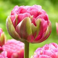 Тюльпан махровый Aveyron