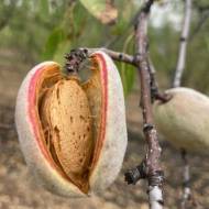 Саджанець Мигдаль Вікторія