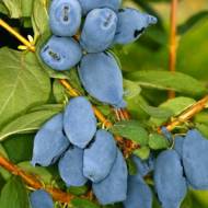 Саджанець Жимолость Бореал Б'юті (Канадська) в контейнері