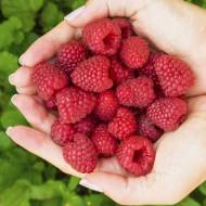 Саджанець Малина Париж