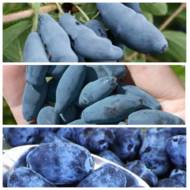 Комплект з 3-х уникальных жимолостей в контейнере