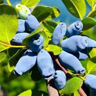 Саджанець Жимолость їстівна Аврора (Канадська) в контейнері