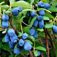 Саженец Жимолость съедобная Аврора (Канадская) в контейнере