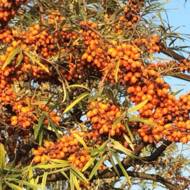 Саженец Облепиха Мара в контейнере