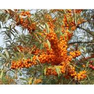 Саджанець Обліпиха Клара в контейнері