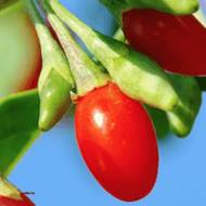 Саджанець Годжі Світ Лайфбері в контейнері