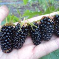 Саженец Ежевика Коламбия Стар в контейнере