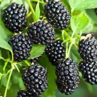Саженец Ежевика Блек Перл в контейнере