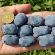 Саджанець Жимолость Бореал Бліззард (Канадська) в контейнері