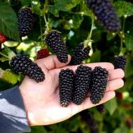 Саджанець Ожина  Блек Перл в контейнері