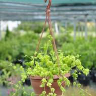 Саженец гиностемы (травы бессмертия) в контейнере