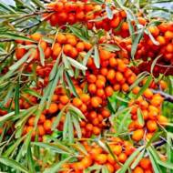 Саджанець Обліпиха Дора в контейнері