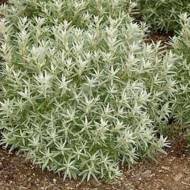 Саженец Облепиха мужская Андрос в контейнере