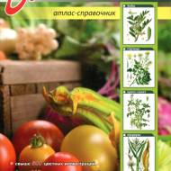 Все о лекарственных растениях на ваших грядках