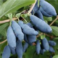 Саженец Жимолость Аленушка в контейнере