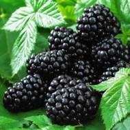 Саженец Ежевика Трипл Краун в контейнере