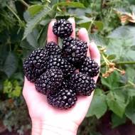 Саджанець Ожина Тріпл Краун в контейнері