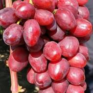 Саджанець Виноград Казанова в контейнері