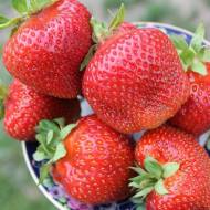 Саджанець Суниця садова Сальса в контейнері