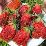 Саджанець Суниця садова Купчиха в контейнері