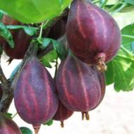 Саженец Крыжовник Серенада в контейнере