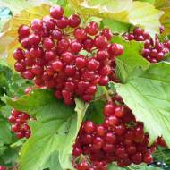 Калина звичайна Райдужна