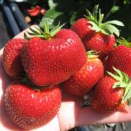 Саджанець Суниця садова Мальвіна