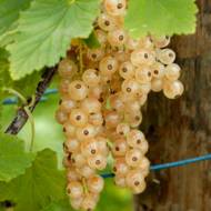 Саджанець Порічка Сніжанка