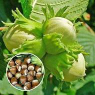 Саженец Фундук Барселонский в контейнере