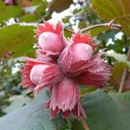 Саженец Фундук Сирена в контейнере