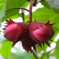 Саджанець Фундук Варшавський червоний (зеленолисті) в контейнері