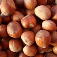 Саженец Фундук Долинский