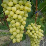 Саджанець Виноград Слава Україні в контейнері