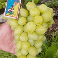 Саджанець Виноград Слава Україні в контейнері