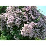 Саженец кольвиции очаровательной Pink cloud в контейнере